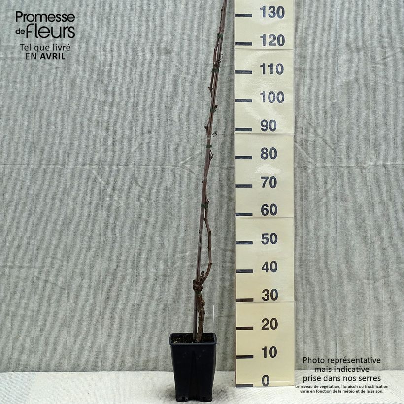 Example of Weinrebe Ametista Topf mit 1,5L/2L as you get in printemps