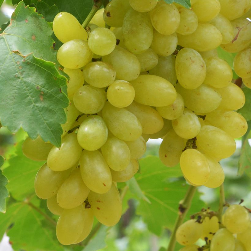 Weinrebe Centennial seedless (Harvest)