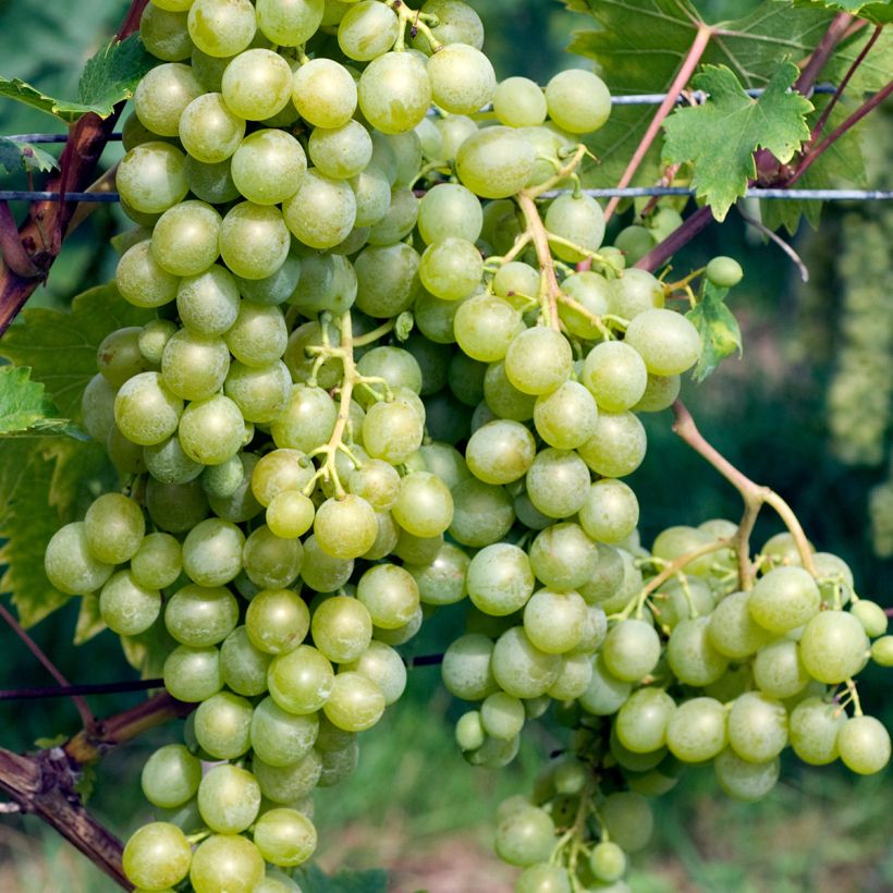 Weinrebe EVITA (Harvest)