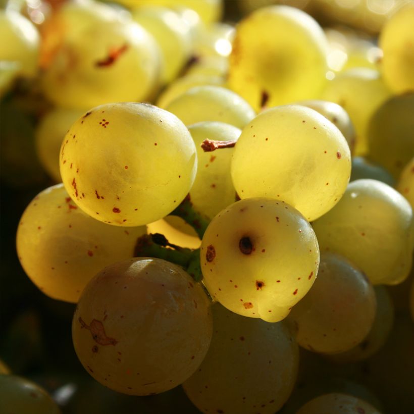 Weinrebe exalta ZPd4 (Harvest)