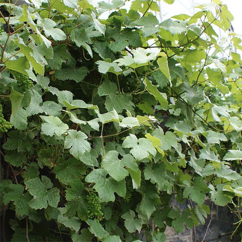 Weinrebe Incana (Plant habit)