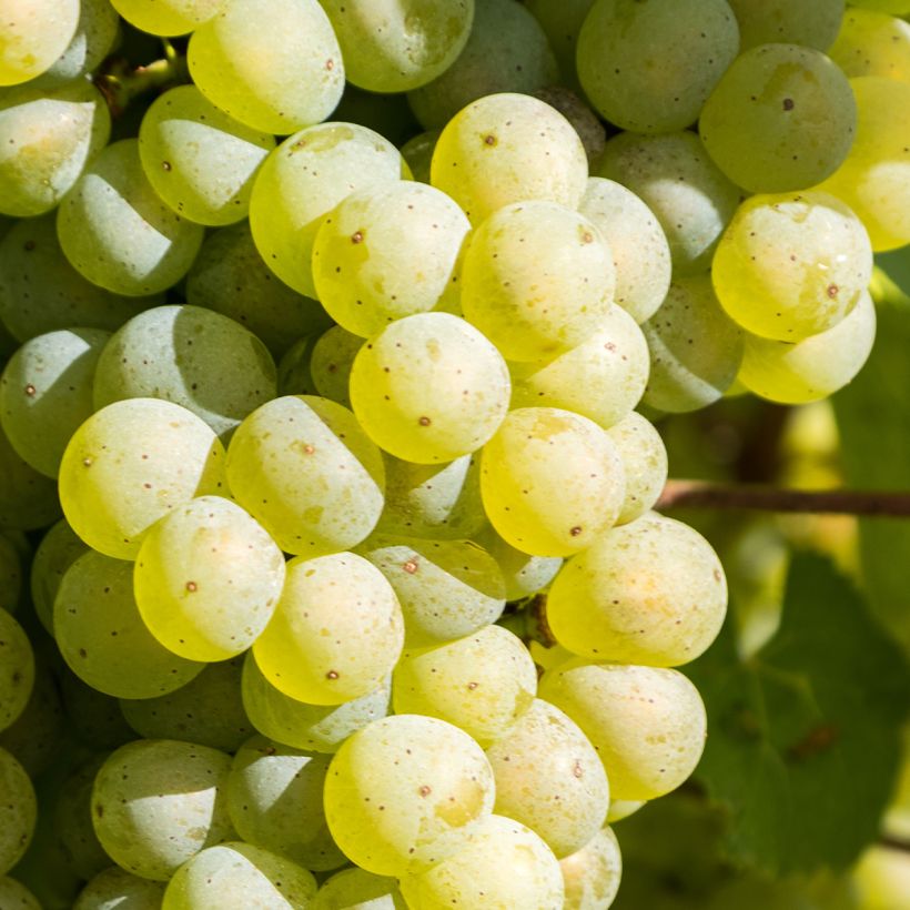 Weinrebe Lakemont (Harvest)