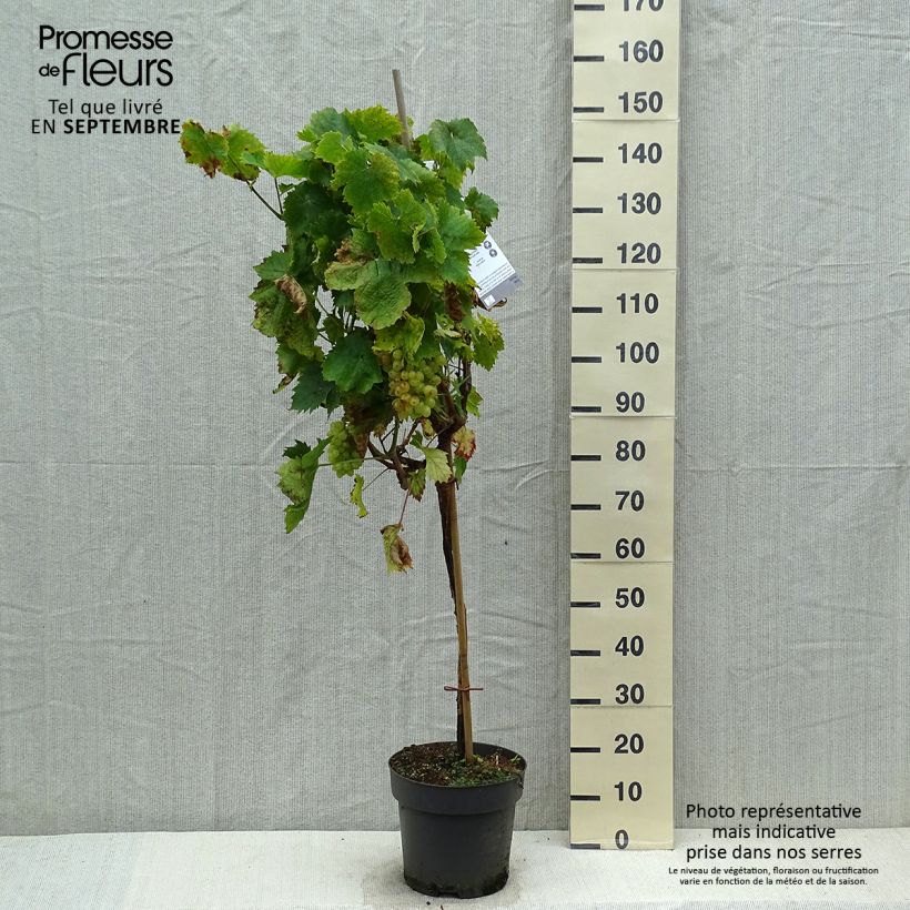 Example of Weinrebe Picurka Topf mit 7,5L/10L as you get in automne