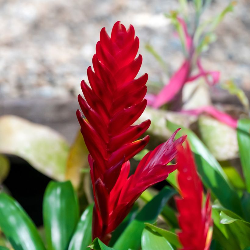 Vriesea Christiane - Flammendes schwert (Flowering)