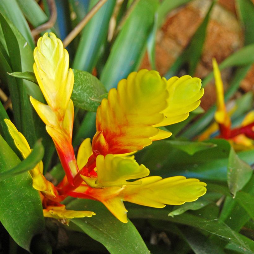 Vriesea Delphinus - Flammendes schwert (Flowering)