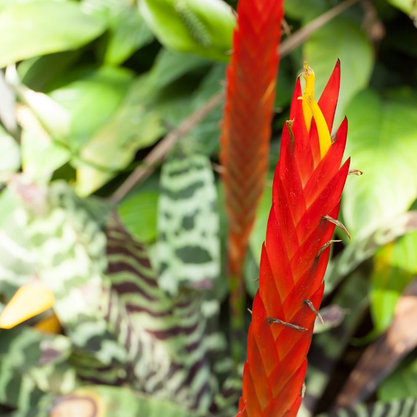 Vriesea Favoriet - Flammendes schwert (Flowering)