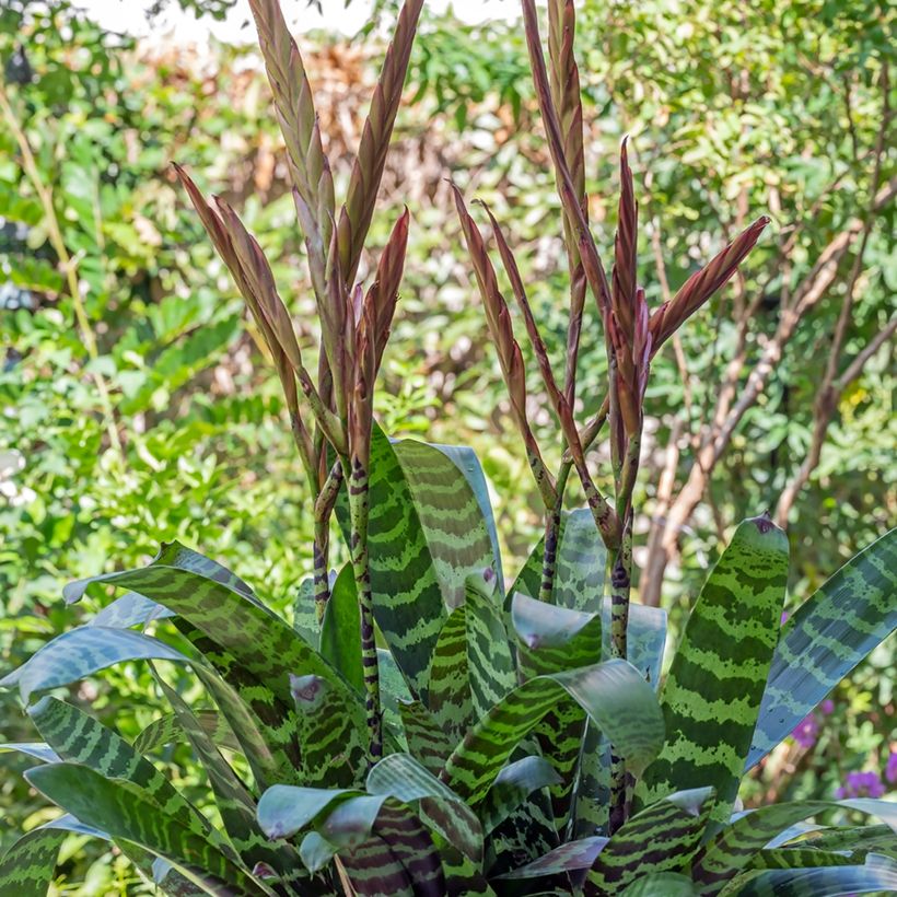 Vriesea Favoriet - Flammendes schwert (Plant habit)
