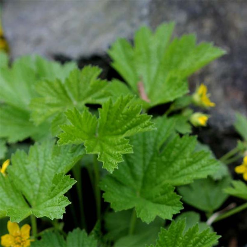 Waldsteinia geoides - Horst-Golderdbeere (Foliage)