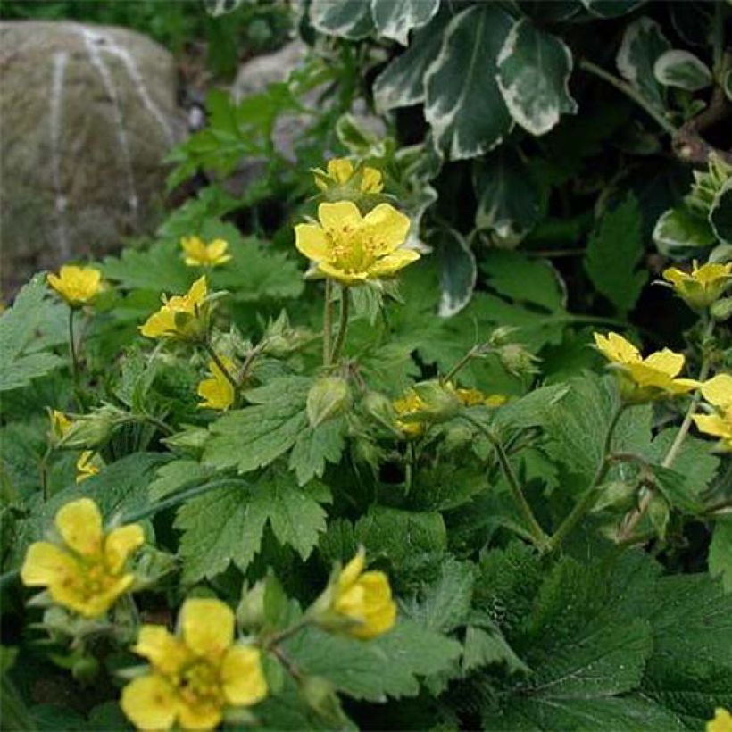 Waldsteinia geoides - Horst-Golderdbeere (Flowering)