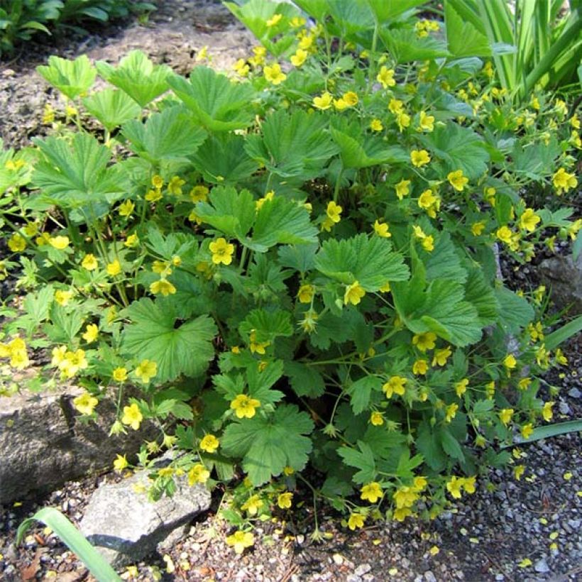 Waldsteinia geoides - Horst-Golderdbeere (Plant habit)