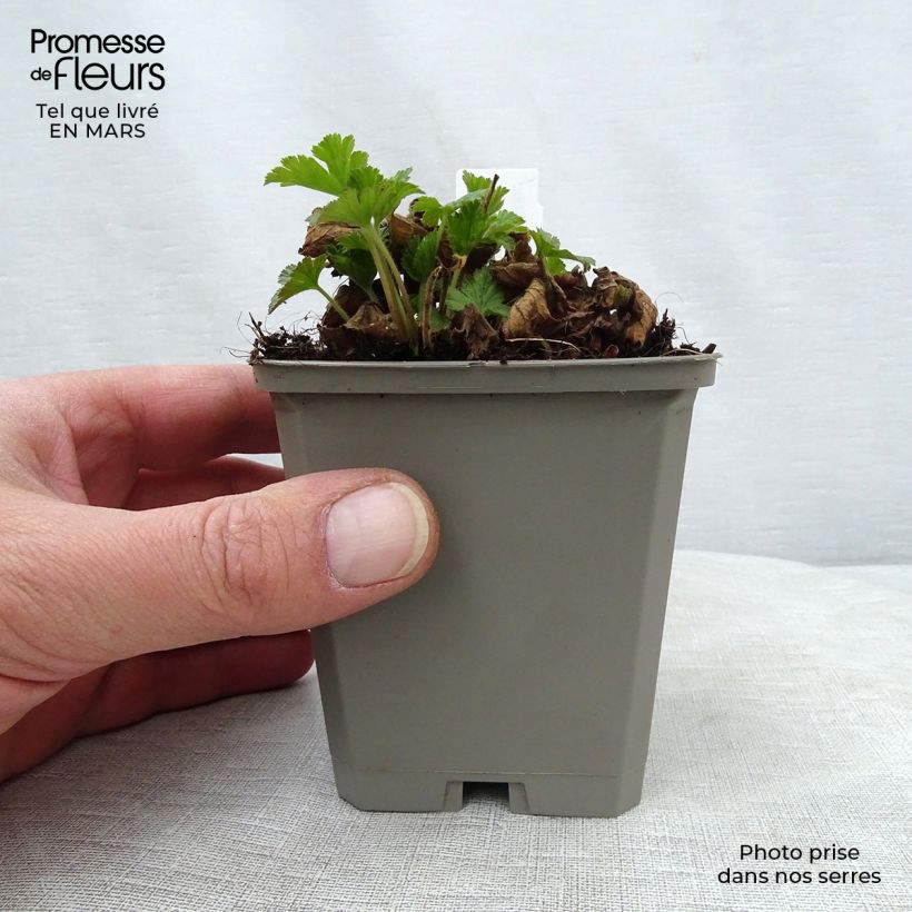 Exemplar von Waldsteinia geoides - Horst-Golderdbeere Kleine Töpfe von 8/9 cm wie im Frühjahr geliefert