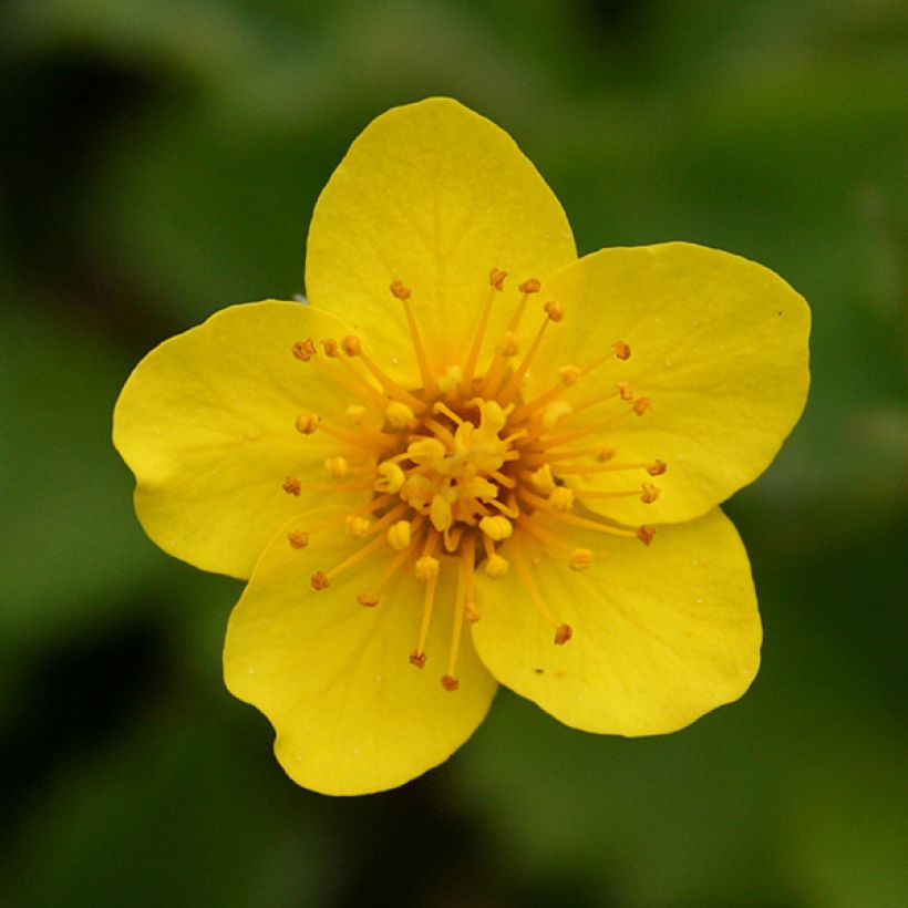 Waldsteinia ternata - Waldsteinia (Flowering)