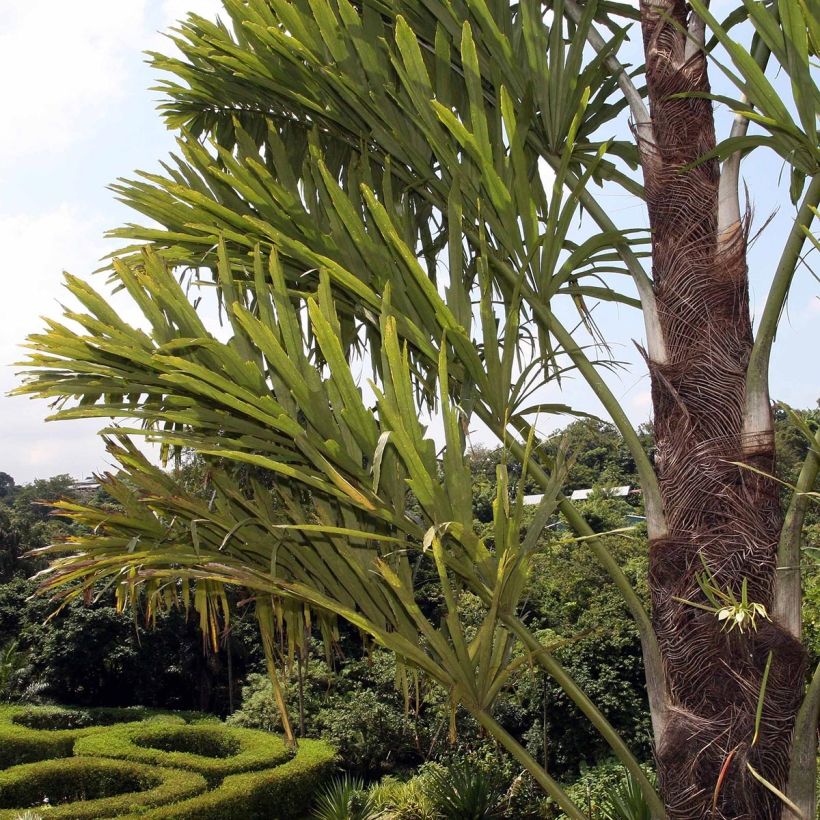 Wallichia disticha - Zweizeilige Fischschwanzpalme (Foliage)