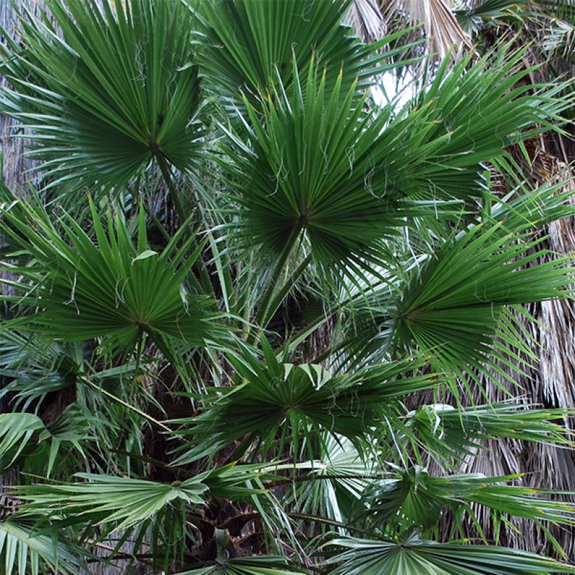 Washingtonia filifera - Priesterpalme (Foliage)