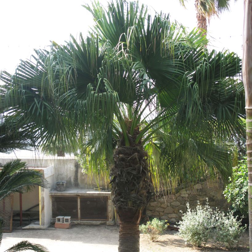 Washingtonia filifera - Priesterpalme (Plant habit)