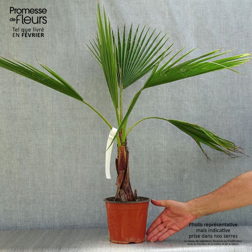 Example of Washingtonia robusta - Fächerpalme Topf mit 2L/3L as you get in automne