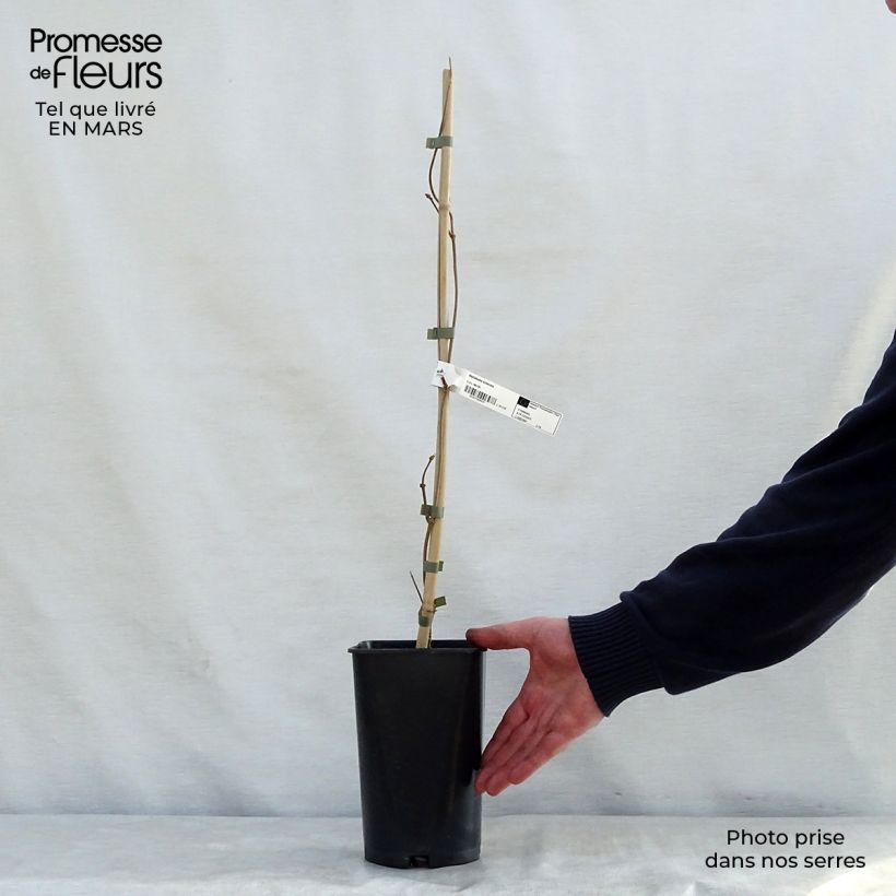 Exemplar von Dregea sinensis - Watakakaschlinge Topf mit 2L/3L wie im Frühjahr geliefert