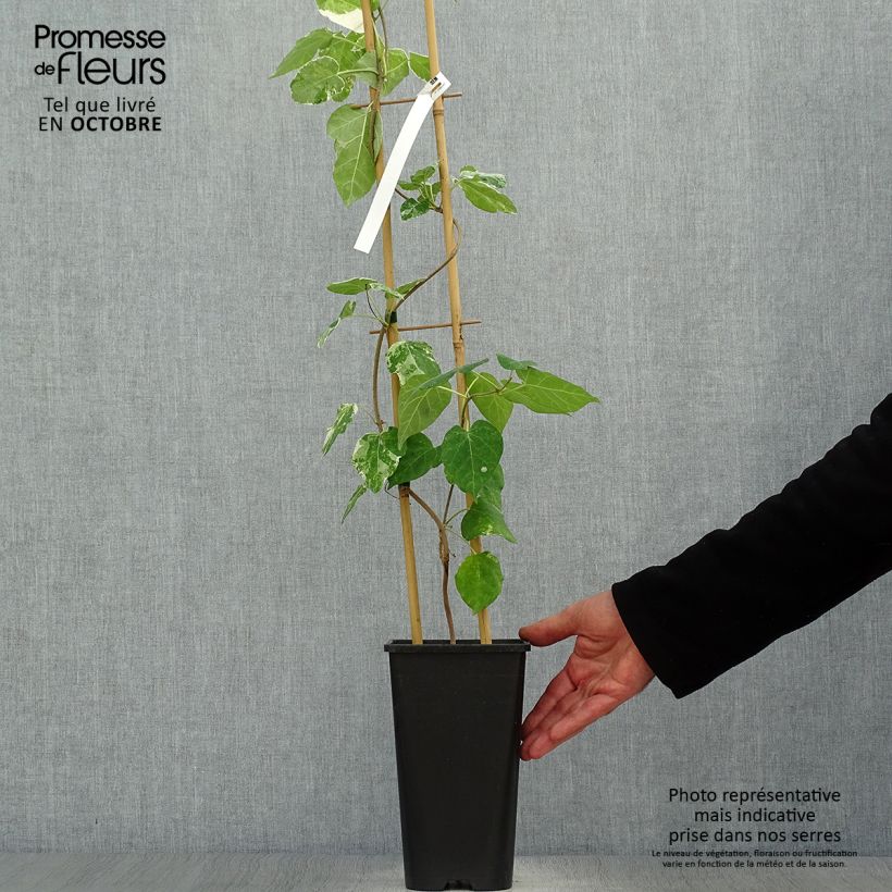 Example of Wattakaka sinensis Variegata - Watakakaschlinge Topf mit 2L/3L as you get in automne