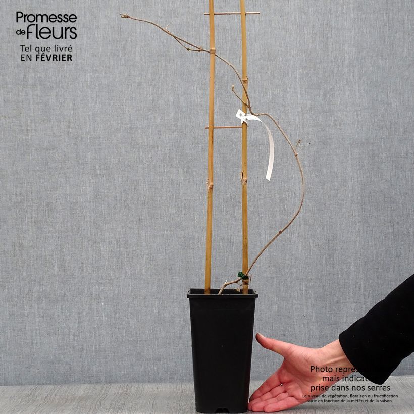 Exemplar von Wattakaka sinensis Variegata - Watakakaschlinge Topf mit 2L/3L wie im Winter geliefert