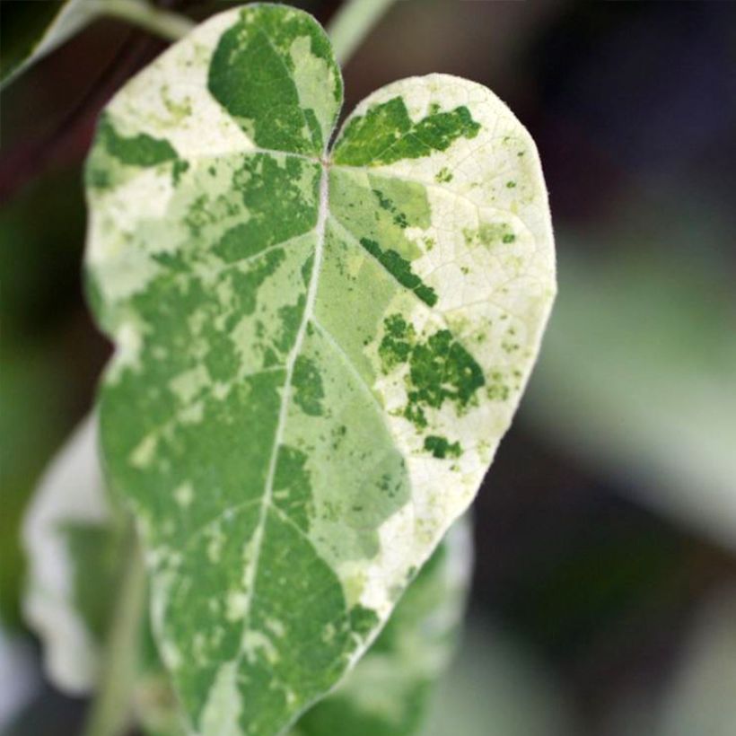 Wattakaka sinensis Variegata - Watakakaschlinge (Foliage)