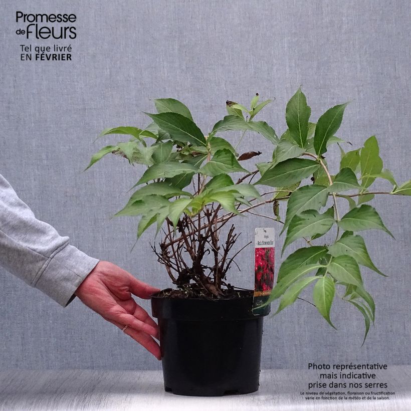 Example of Weigela All Summer Red Topf mit 3L/4L as you get in automne