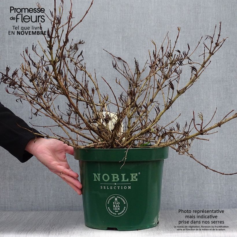 Example of Weigela All Summer Red Topf mit 7,5L/10L as you get in automne
