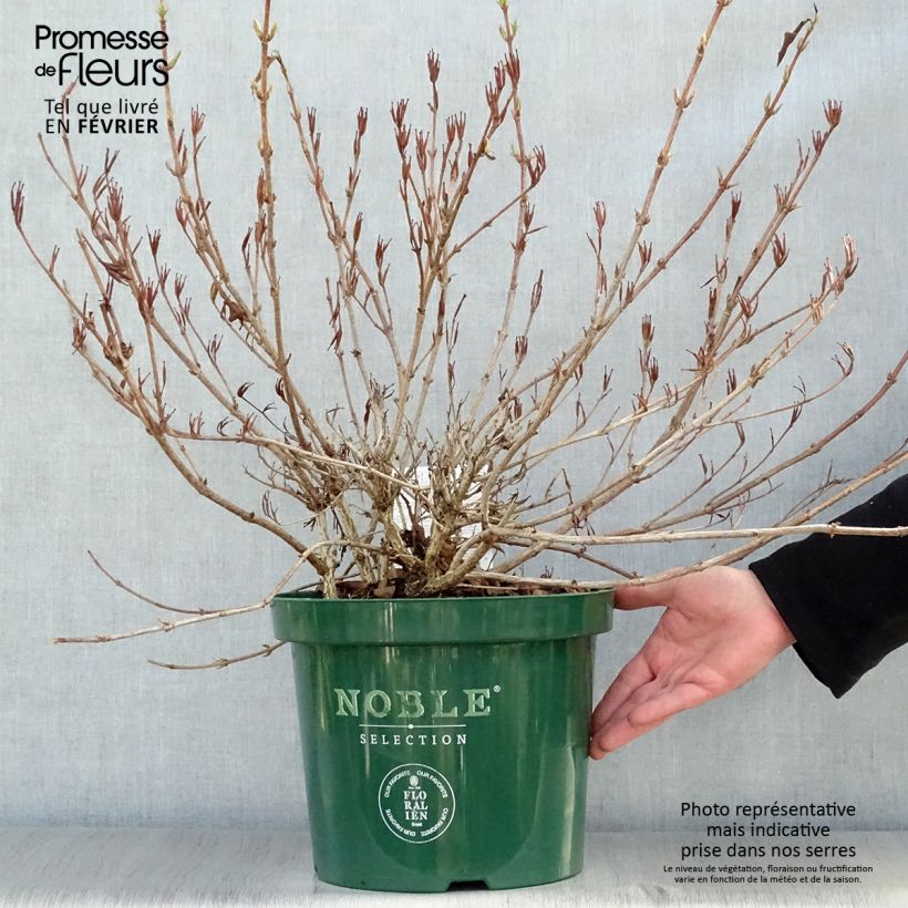 Exemplar von Weigela All Summer Red Topf mit 7,5L/10L wie im Winter geliefert