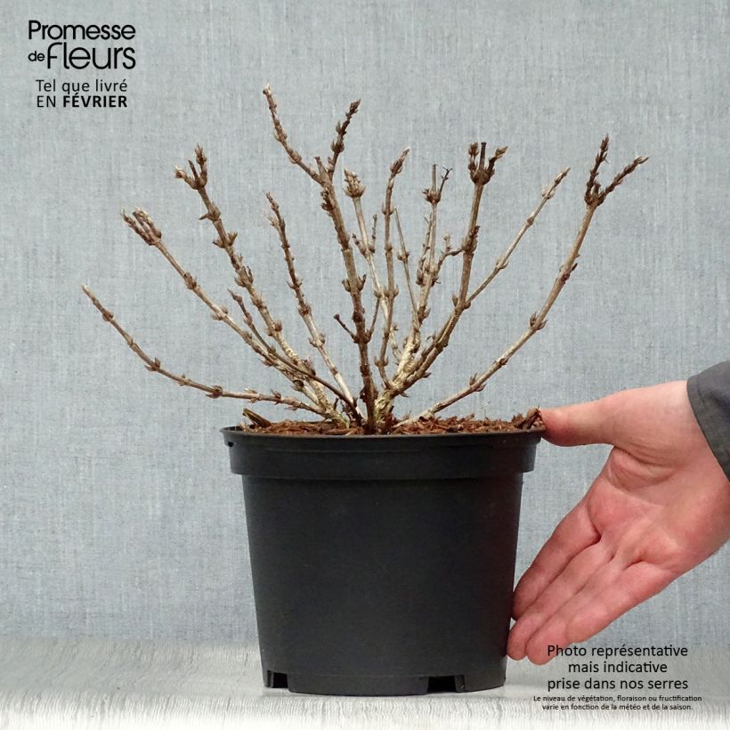 Exemplar von Weigela Black and White Topf mit 3L/4L wie im Winter geliefert