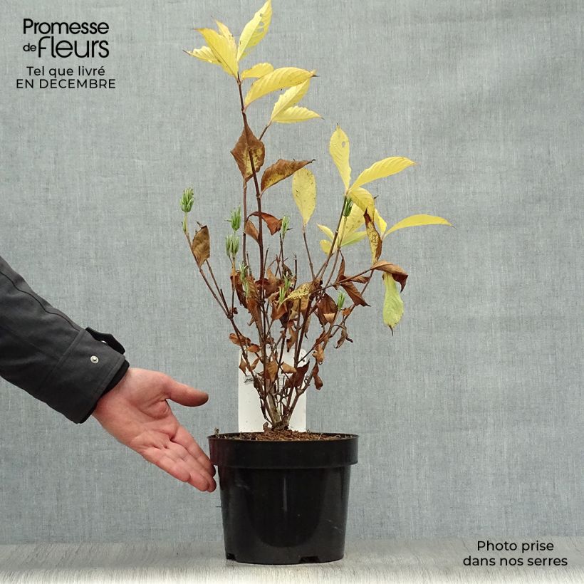 Exemplar von Weigela Candida Topf mit 3L/4L wie im Winter geliefert