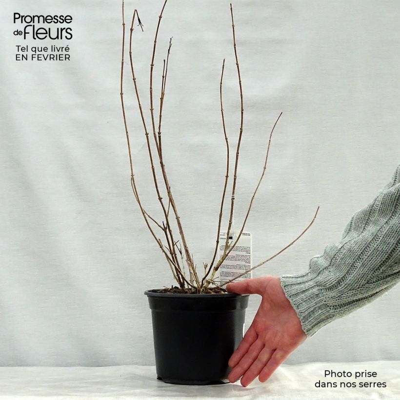 Exemplar von Weigela Bristol Ruby Topf mit 2L/3L wie im Winter geliefert