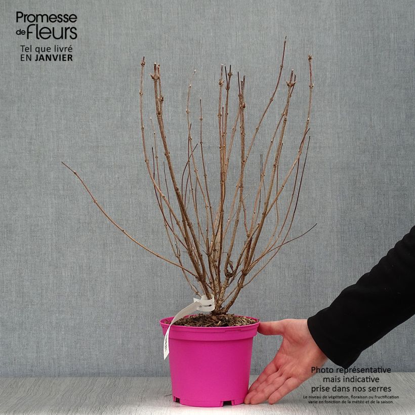 Exemplar von Weigela Kosteriana Variegata Topf mit 2L/3L wie im Winter geliefert