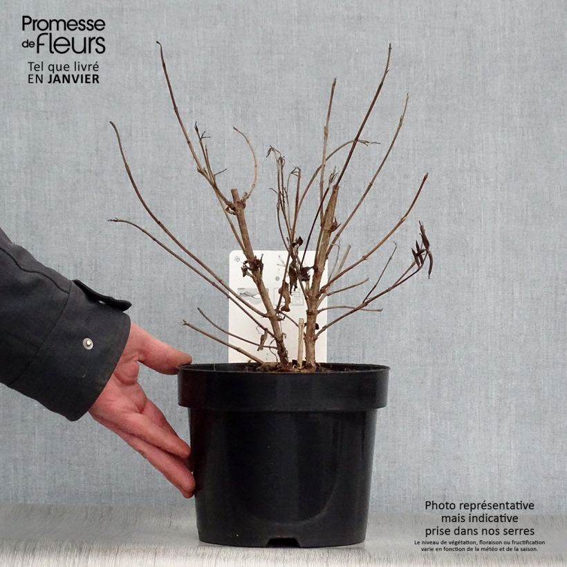 Exemplar von Weigela florida Milk and Honey Topf mit 2L/3L wie im Winter geliefert