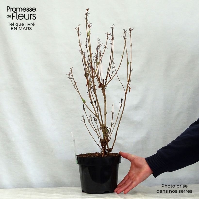 Exemplar von Weigela florida Milk and Honey Topf mit 2L/3L wie im Frühjahr geliefert