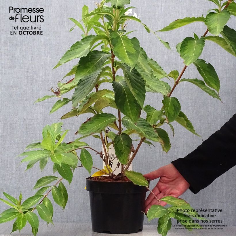 Example of Weigela florida Milk and Honey Topf mit 2L/3L as you get in automne