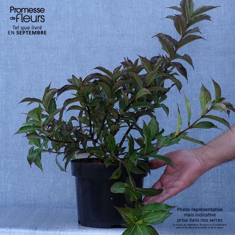 Example of Weigela Minuet Topf mit 2L/3L as you get in automne