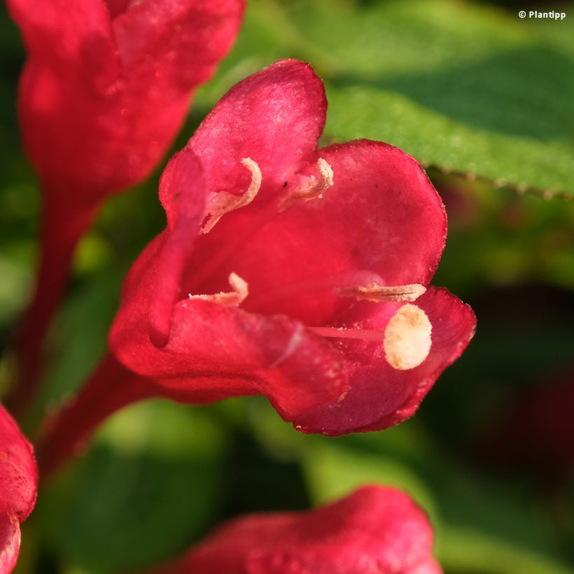 Weigela Picobella Rosso (Flowering)