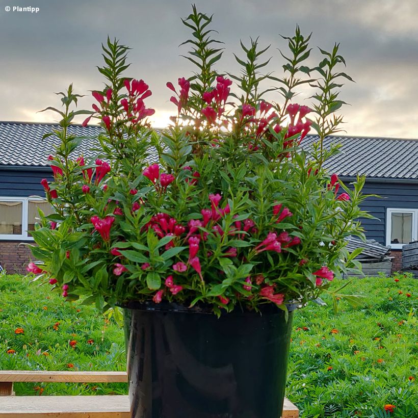 Weigela Picobella Rosso (Plant habit)