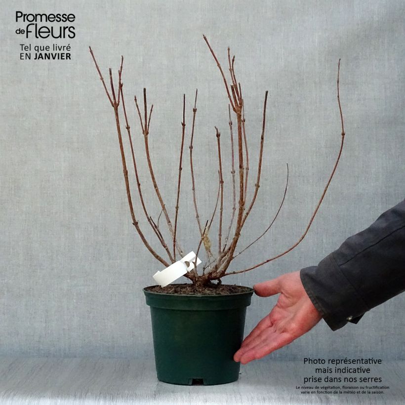 Exemplar von Weigela Stelzneri Topf mit 2L/3L wie im Winter geliefert