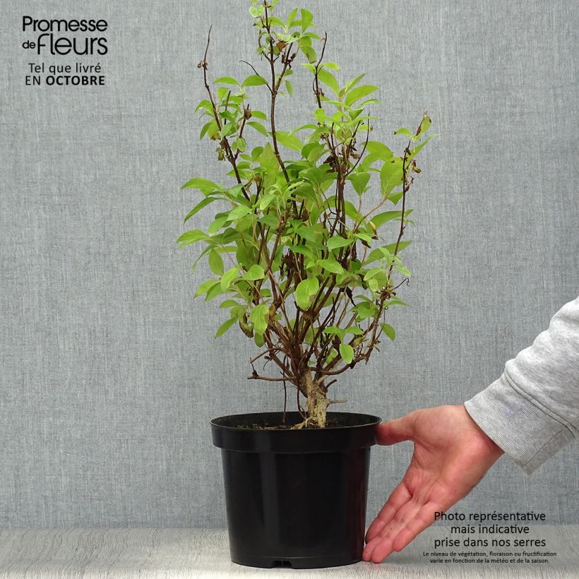 Example of Weigela Wings of Fire Topf mit 3L/4L as you get in automne