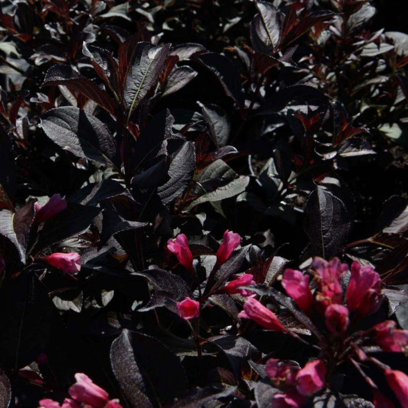 Weigela Alexandra (Foliage)