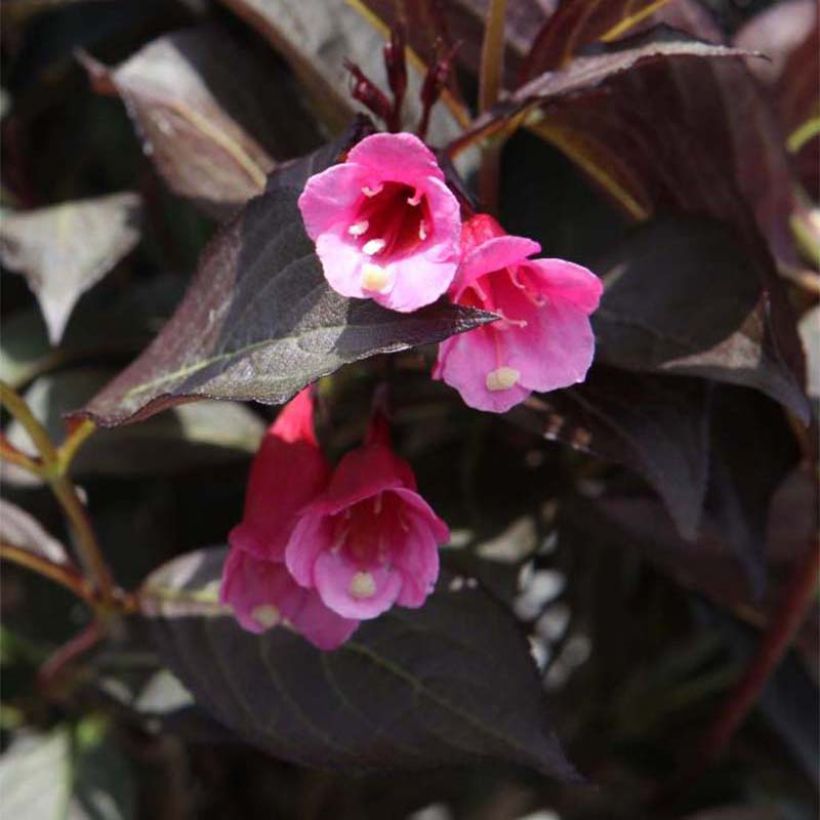 Weigela Alexandra (Flowering)