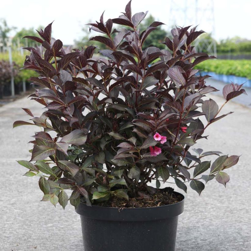 Weigela Alexandra (Plant habit)