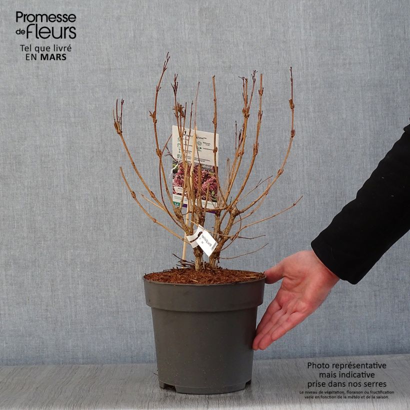 Exemplar von Weigela florida Big Love Topf mit 3L/4L wie im Winter geliefert