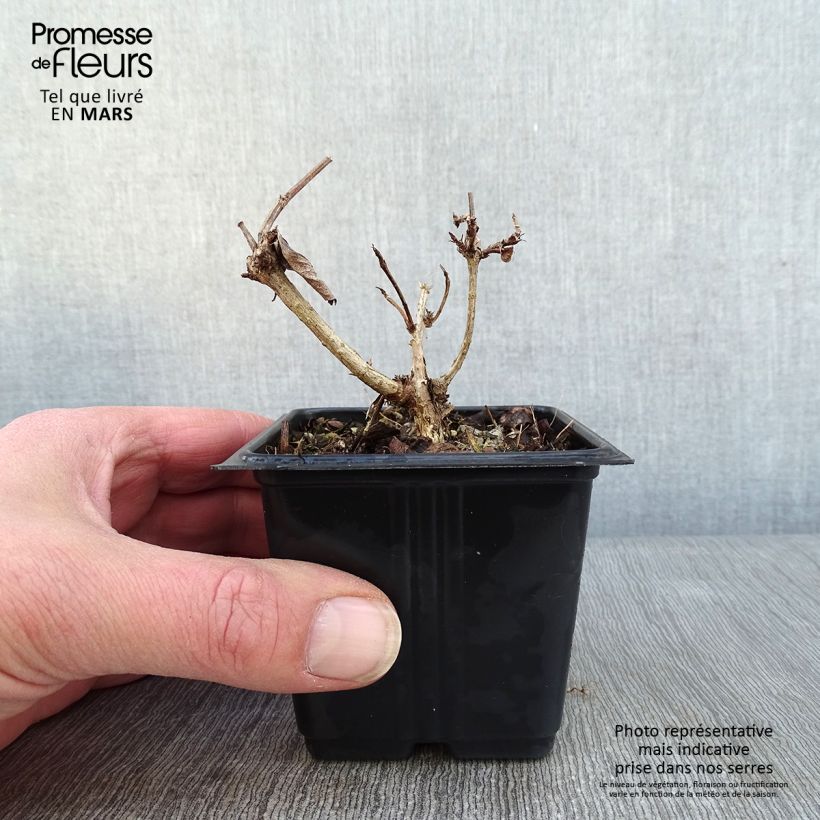 Exemplar von Weigela Bristol Ruby Kleine Töpfe von 8/9 cm wie im Winter geliefert