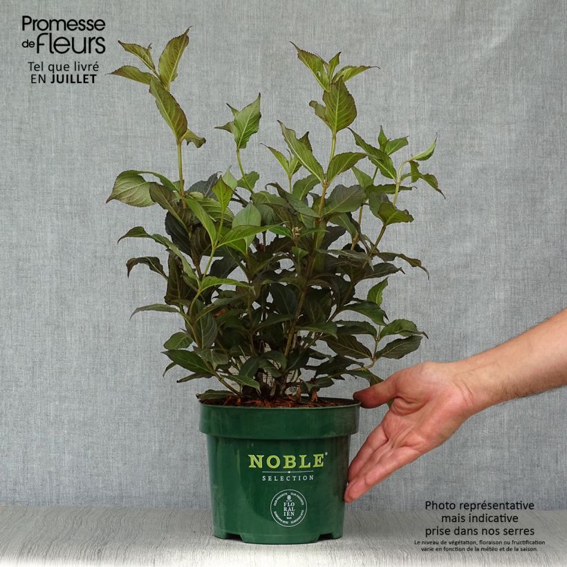 Exemplar von Weigela Ebony and Ivory Topf mit 3L/4L wie im Sommer geliefert