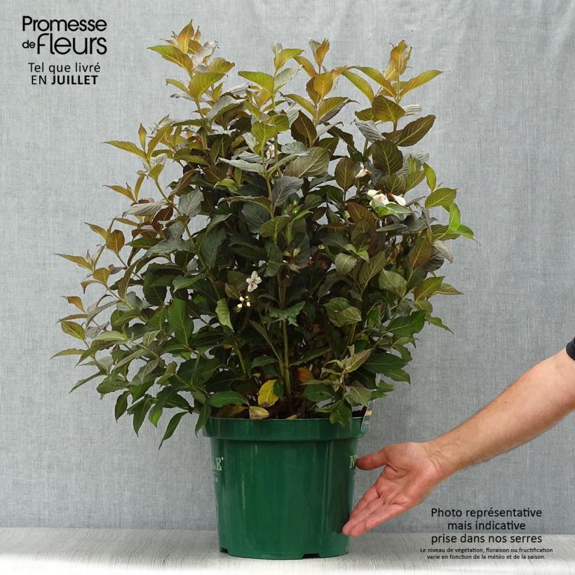Exemplar von Weigela Ebony and Ivory Topf mit 7,5L/10L wie im Sommer geliefert