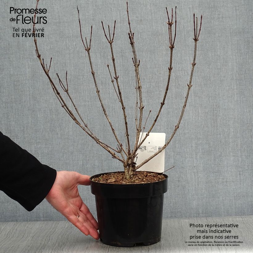 Exemplar von Weigela florida Korea Topf mit 2L/3L wie im Winter geliefert