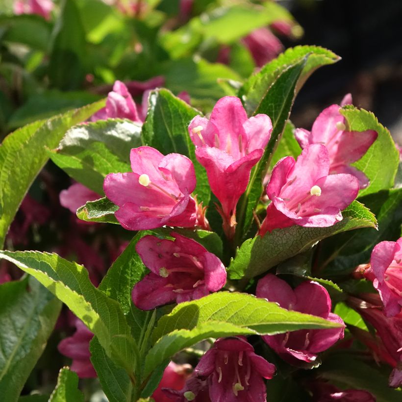 Weigela florida Korea (Blüte)