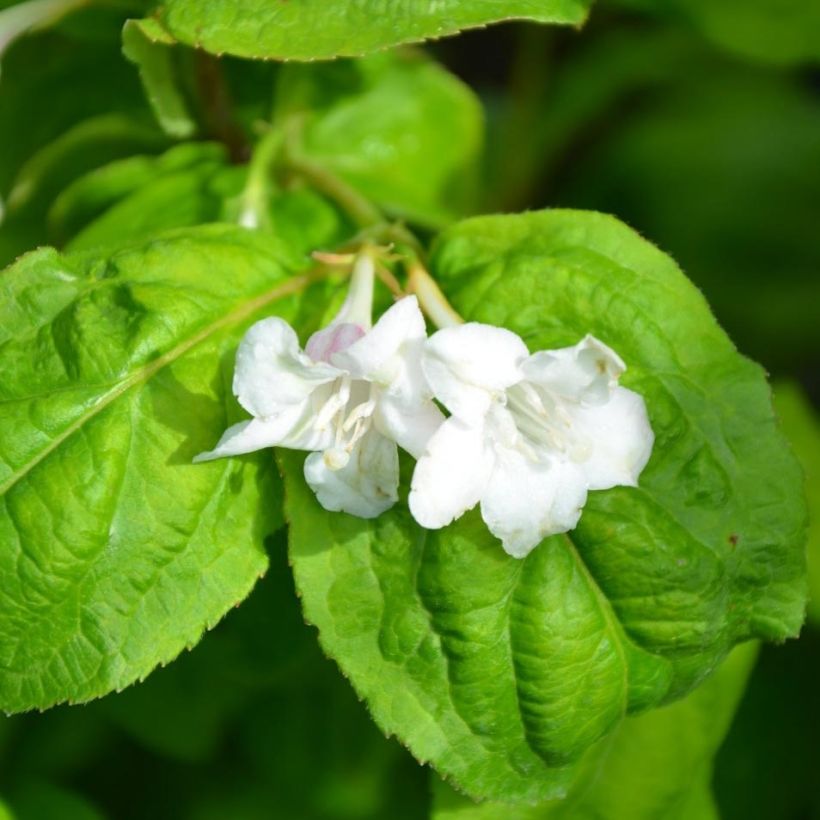 Weigela Lime Monster (Flowering)