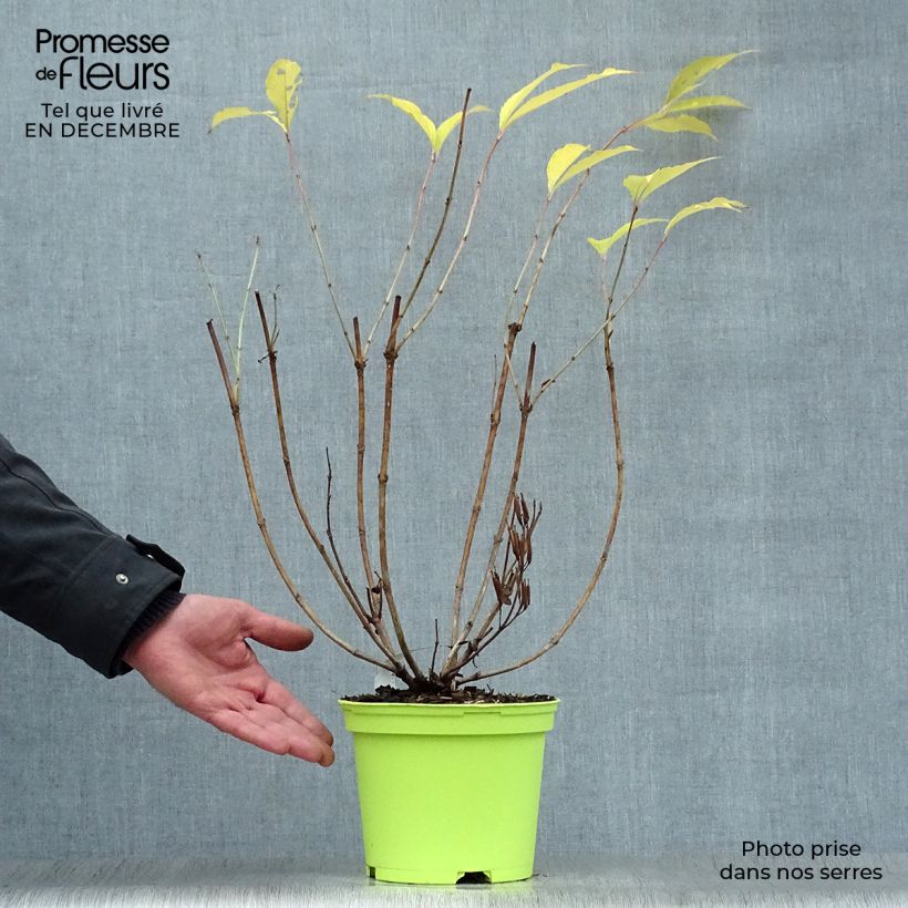 Exemplar von Weigela florida Marjorie Topf mit 2L/3L wie im Winter geliefert